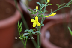 Jasminum humile